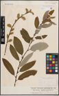 Foto von Salix discolor Muhl. x Salix humilis Marshall